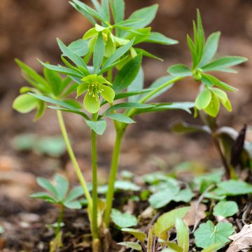 Helleborus dumetorum - Elleboro
