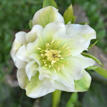 Helleborus Mrs Betty Ranicar - Elleboro