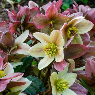 Helleborus nigercors Candy Love - Elleboro