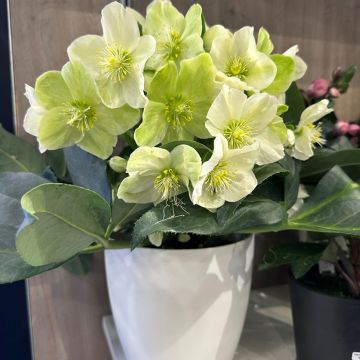 Helleborusnigercors Sid Ice - Elleboro
