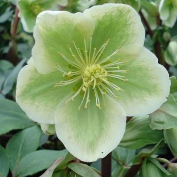 Helleborus nigercors - Elleboro