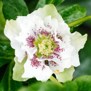 Helleborus Double White Spotted - Elleboro