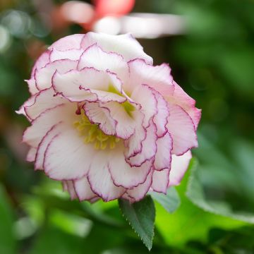 Helleborus Double White Red/Purple Edge - Elleboro