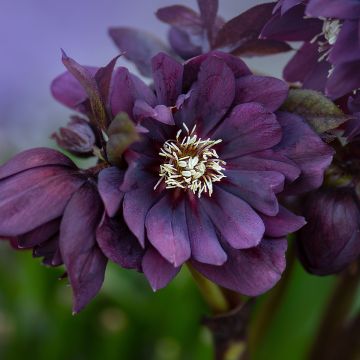 Helleborus Double Black - Elleboro