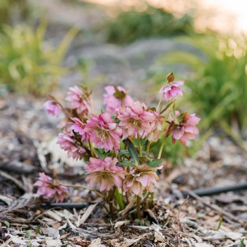Helleborus Double Pink - Elleboro