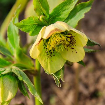Helleborus Double Yellow Spotted - Elleboro