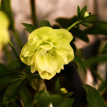 Helleborus Double Yellow - Elleboro