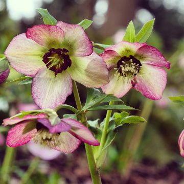 Helleborus Picotee - Elleboro