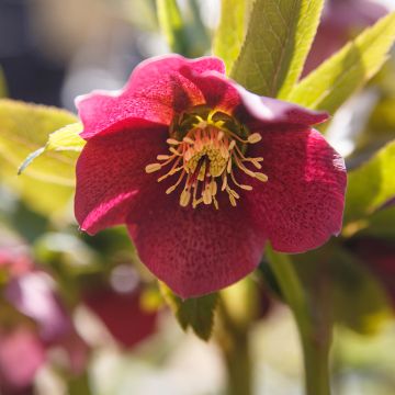 Helleborus Red - Elleboro