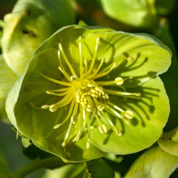 Helleborus sternii Remi - Elleboro