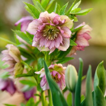 Helleborus torquatus Party Dress Hybriden - Elloboro