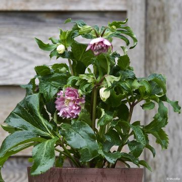 Helleborus ViV Stefania - Elleboro