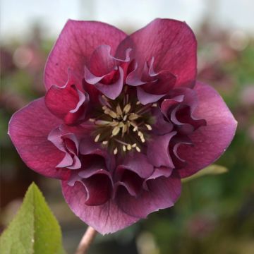 Helleborus ViV Vera - Elleboro