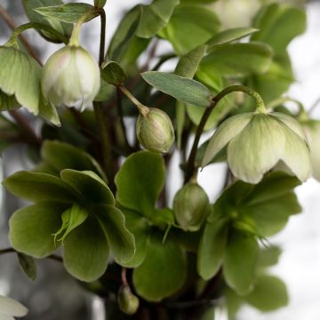 Helleborus thibetanus - Elleboro