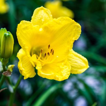Hemerocallis Happy Returns - Emerocallide