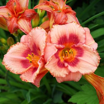 Hemerocallis Rosy Returns - Emerocallide
