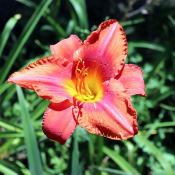 Hemerocallis South Seas - Emerocallide