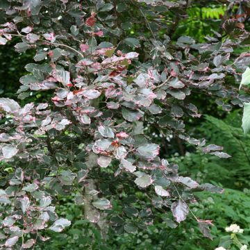 Fagus sylvatica Purpurea Tricolor - Faggio tricolore