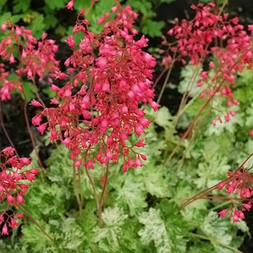 Heuchera sanguinea Coral Cloud - Campane di corallo