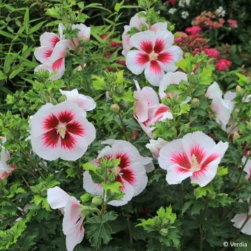 Hibiscus syriacus Hibisa Blanco - Ibisco