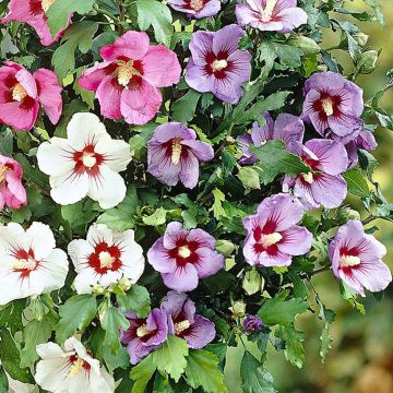 Hibiscus syriacus Tricolor - Ibisco