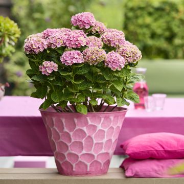 Hydrangea macrophylla Magical Coral rosa - Ortensia