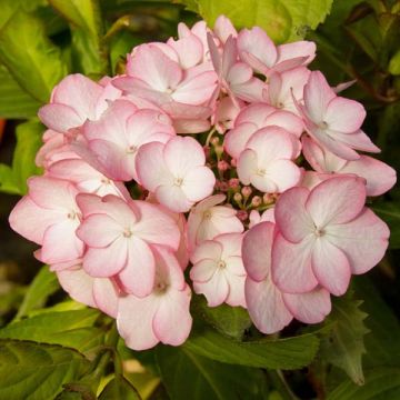 Hydrangea macrophylla Sabrina - Ortensia