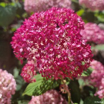 Hydrangea arborescens Candybelle Sorbet - Ortensia