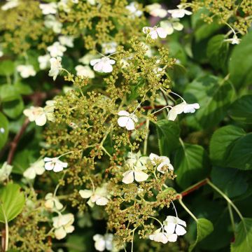 Hydrangea anomala subsp. petiolaris var. cordifolia - Ortensia rampicante