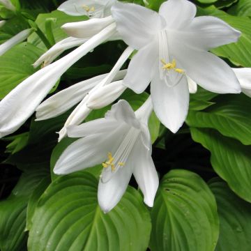 Hosta plantaginea Aphrodite - Giglio d'agosto