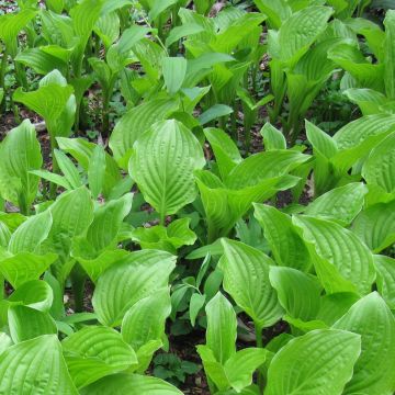 Hosta plantaginea var. japonica - Giglio d'agosto