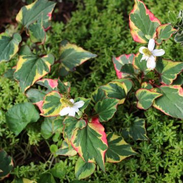 Houttuynia cordata Chameleon - Pianta camaleonte