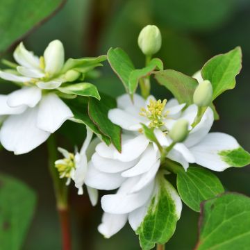 Houttuynia cordata Flore Pleno - Pianta camaleonte