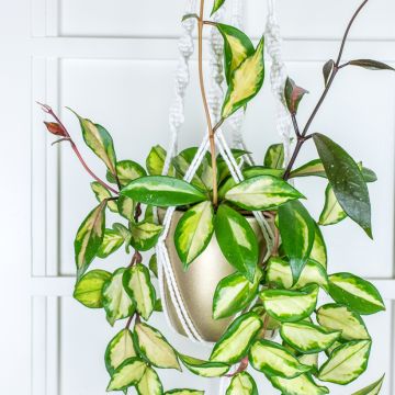 Hoya carnosa Tricolor - Fiore di cera