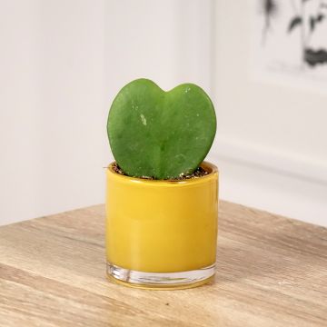 Hoya kerrii