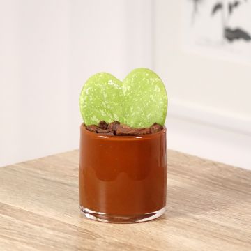 Hoya kerrii Splash