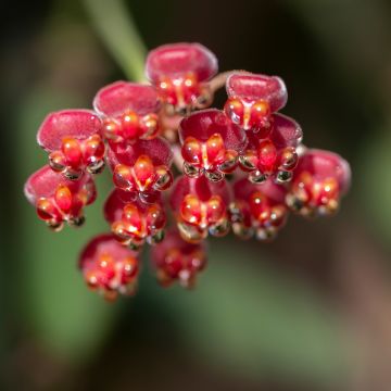 Hoya burtoniae Variegata - Fiore di cera