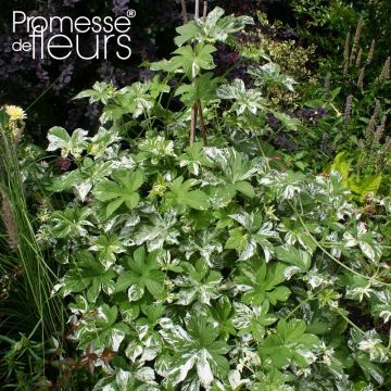 Humulus japonicus Variegatus - Luppolo del Giappone