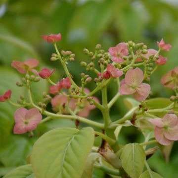 Hydrangea anomala Crug Coral - Ortensia rampicante