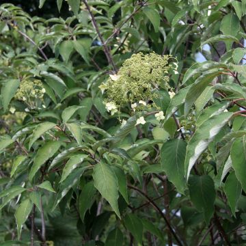 Hydrangea heteromalla Bretschneideri - Ortensia
