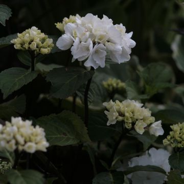 Hydrangea macrophylla Black Steel Zebra - Ortensia