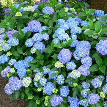 Hydrangea macrophylla Blauer Prinz - Ortensia