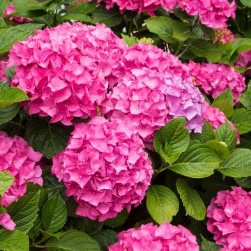 Hydrangea macrophylla Freudenstein - Ortensia
