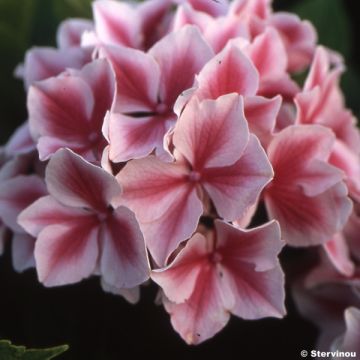 Hydrangea macrophylla Lady Nobuko - Ortensia