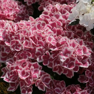 Hydrangea macrophylla Red Ace - Ortensia