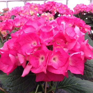 Hydrangea macrophylla Dutch Ladies Saskia - Ortensia