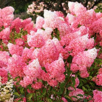 Hydrangea paniculata Framboisine - Ortensia paniculata