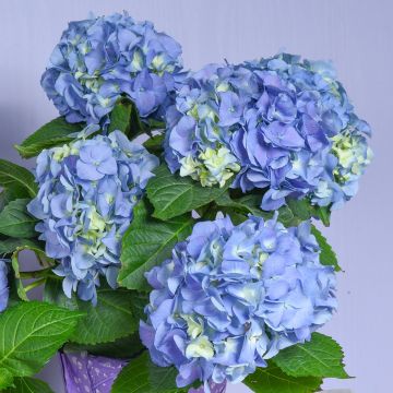 Hydrangea macrophylla Early Blue - Ortensia