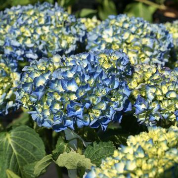 Hydrangea macrophylla Renate Steiniger - Ortensia