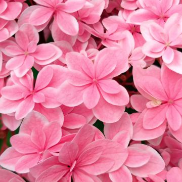 Hydrangea macrophylla Tinkerbell - Ortensia